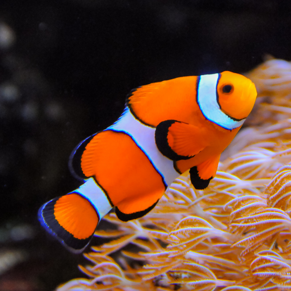 Pez Payaso Ocellaris (Amphiprion ocellaris)