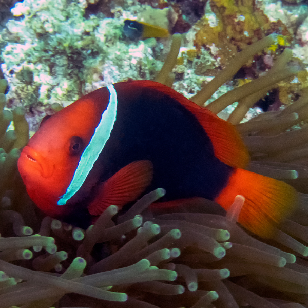 Pez Payaso Tomate (Amphiprion frenatus)