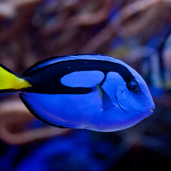 Cirujano Azul Hepatus (Paracanthurus hepatus)