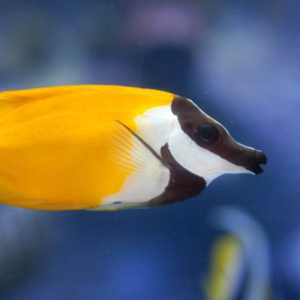 Foxface Lo (Siganus vulpinus)