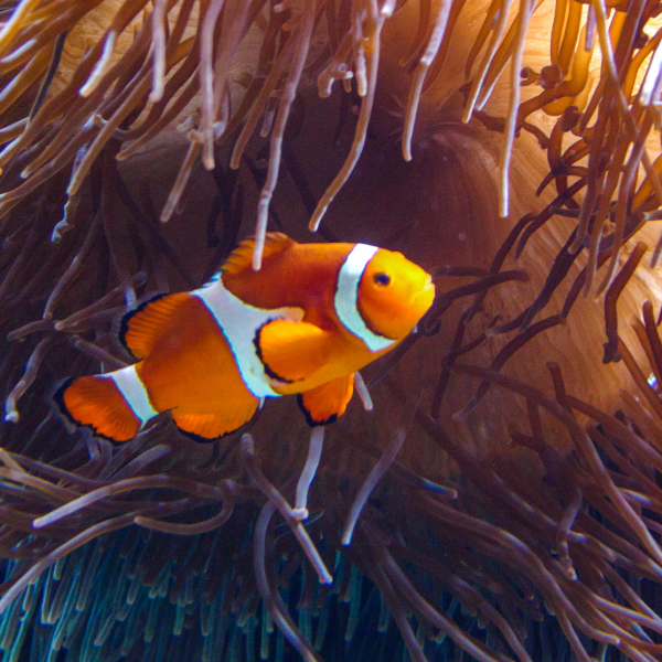 Pez Payaso Ocellaris (Amphiprion ocellaris)