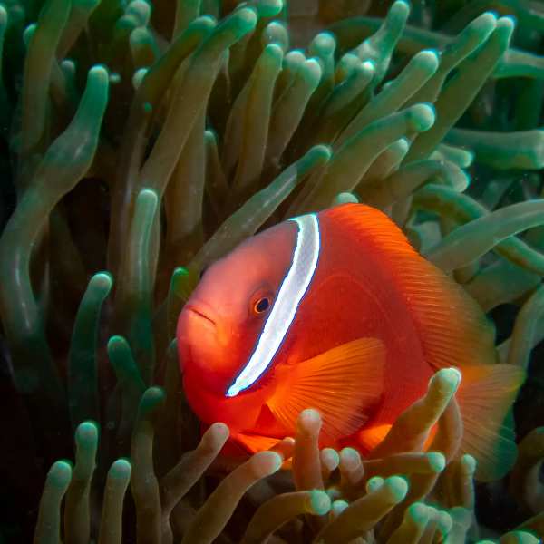 Pez Payaso Tomate (Amphiprion frenatus)
