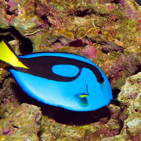Cirujano Azul Hepatus (Paracanthurus hepatus)