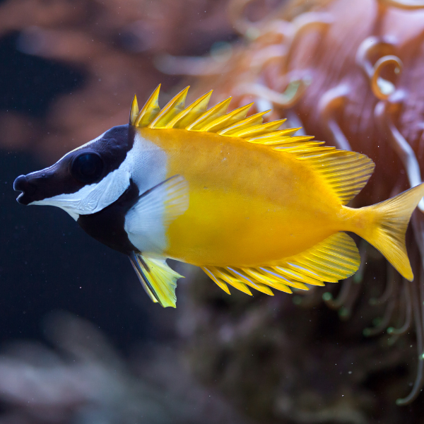 Foxface Lo (Siganus vulpinus)