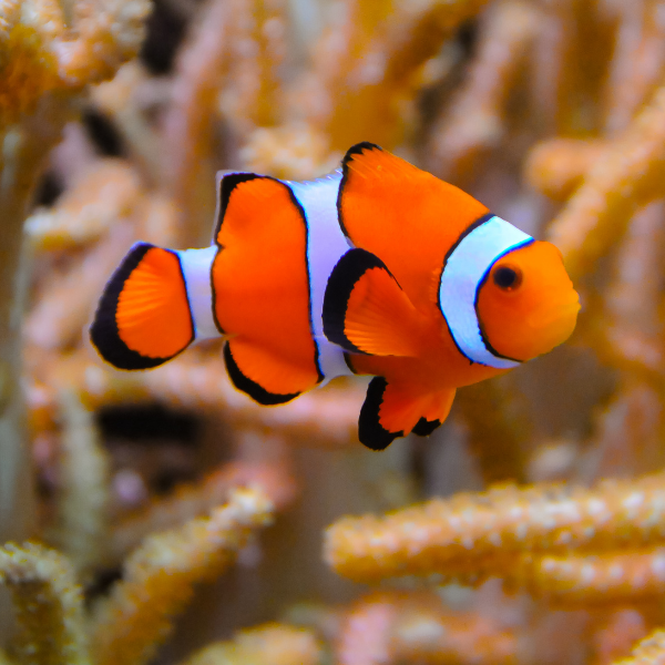 Pez Payaso Ocellaris (Amphiprion ocellaris)