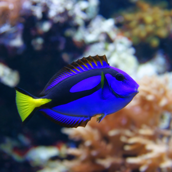 Cirujano Azul Hepatus (Paracanthurus hepatus)