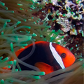 Pez Payaso Tomate (Amphiprion frenatus)