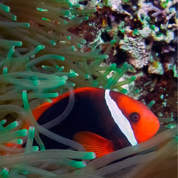 Pez Payaso Tomate (Amphiprion frenatus)