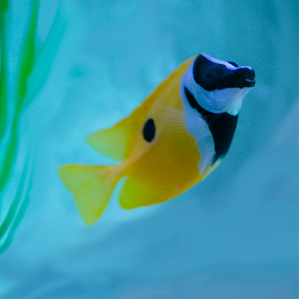 Foxface Lo (Siganus vulpinus)