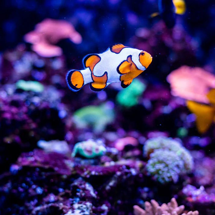 Pez Payaso Ocellaris Picasso (Amphiprion ocellaris var.)
