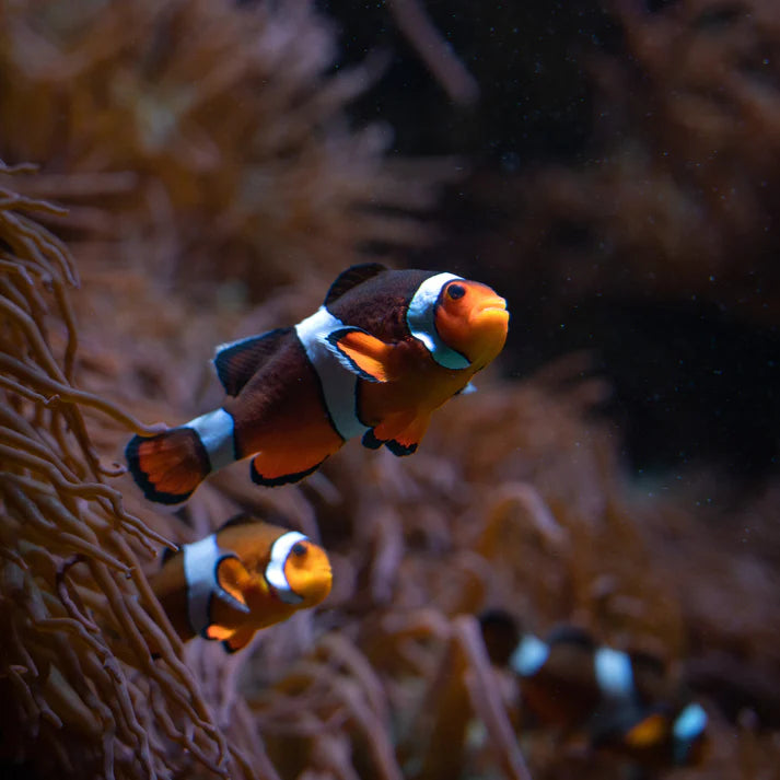 Pez Payaso Ocellaris Moka (Amphiprion ocellaris var.)