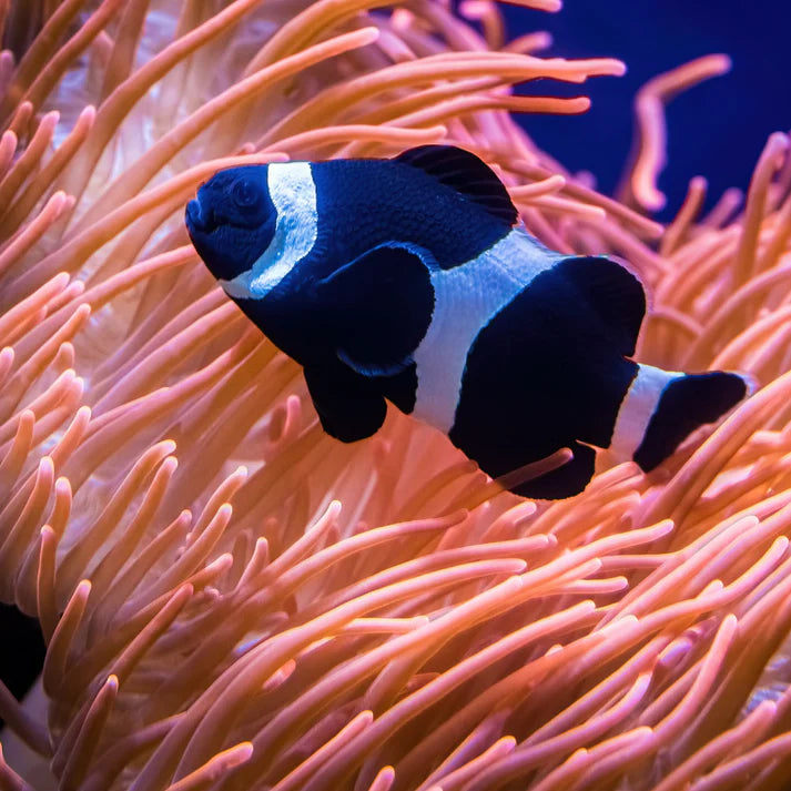 ez Payaso Black Ocellaris (Amphiprion ocellaris var. Darwin)