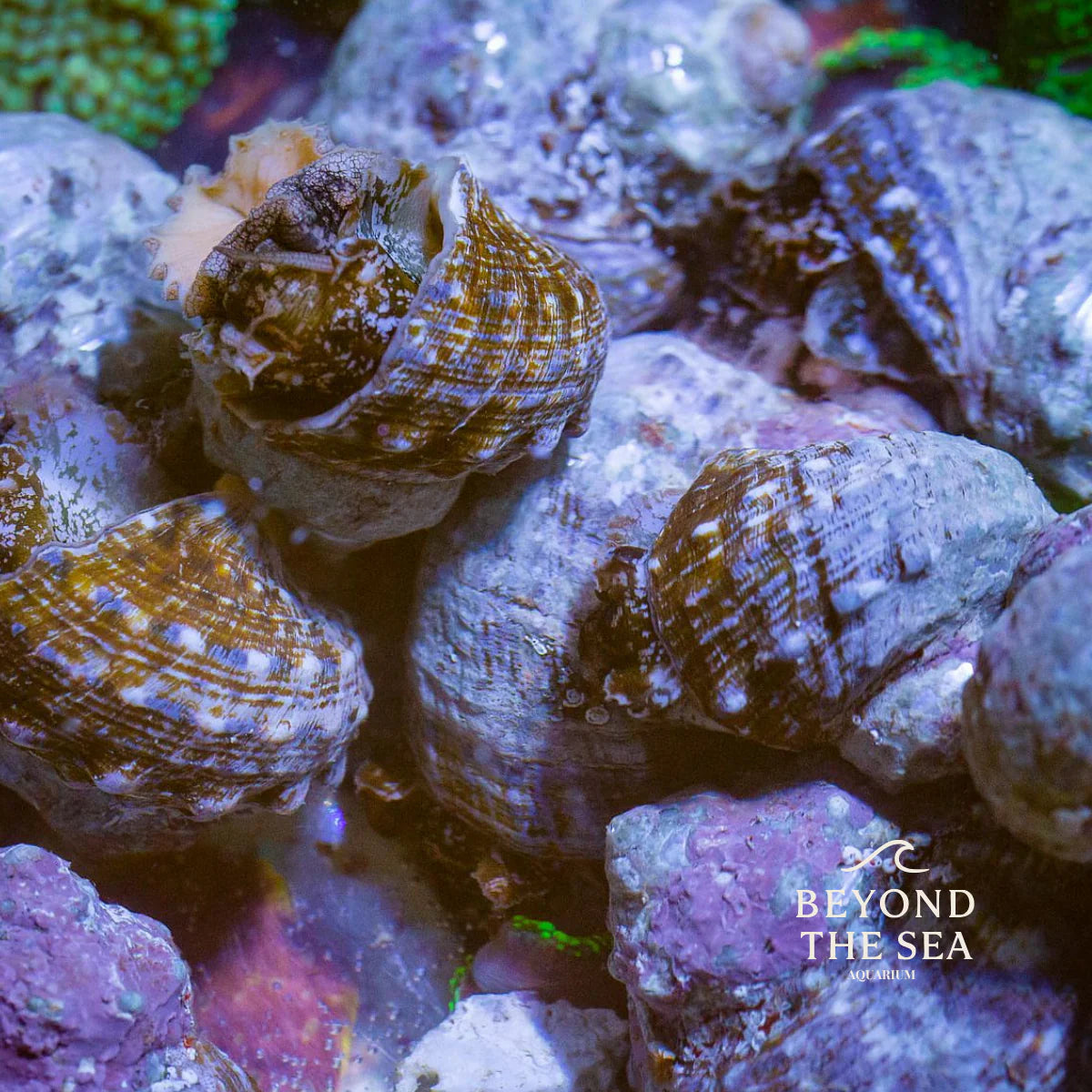 Caracol Turbo (Turbo fluctuosus)