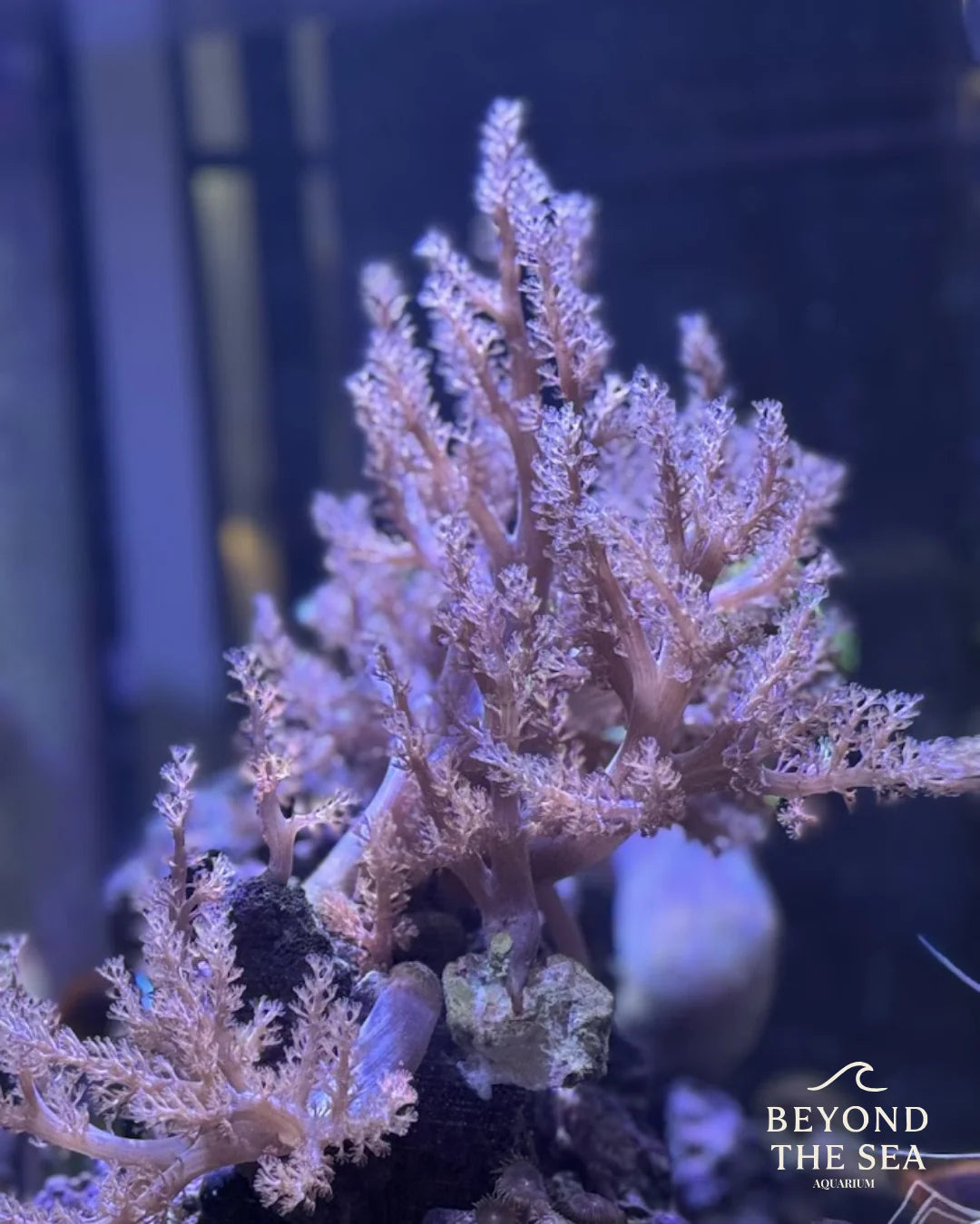 Árbol de Kenya (Capnella spp.)