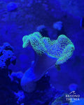 Sarcophyton Verde Metálico (Sarcophyton sp.)