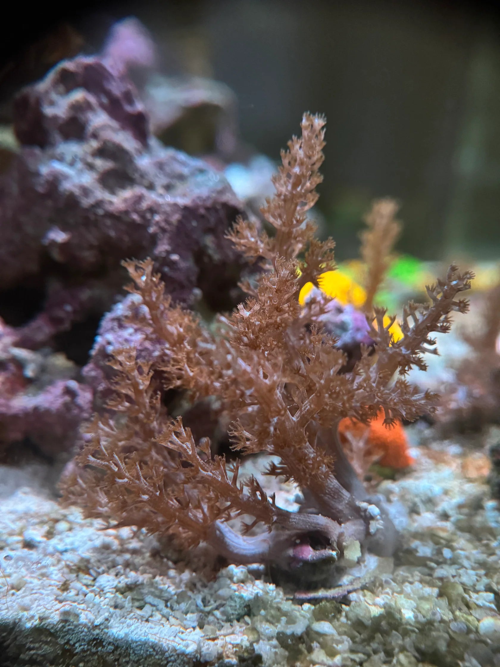 Árbol de Kenya (Capnella spp.)