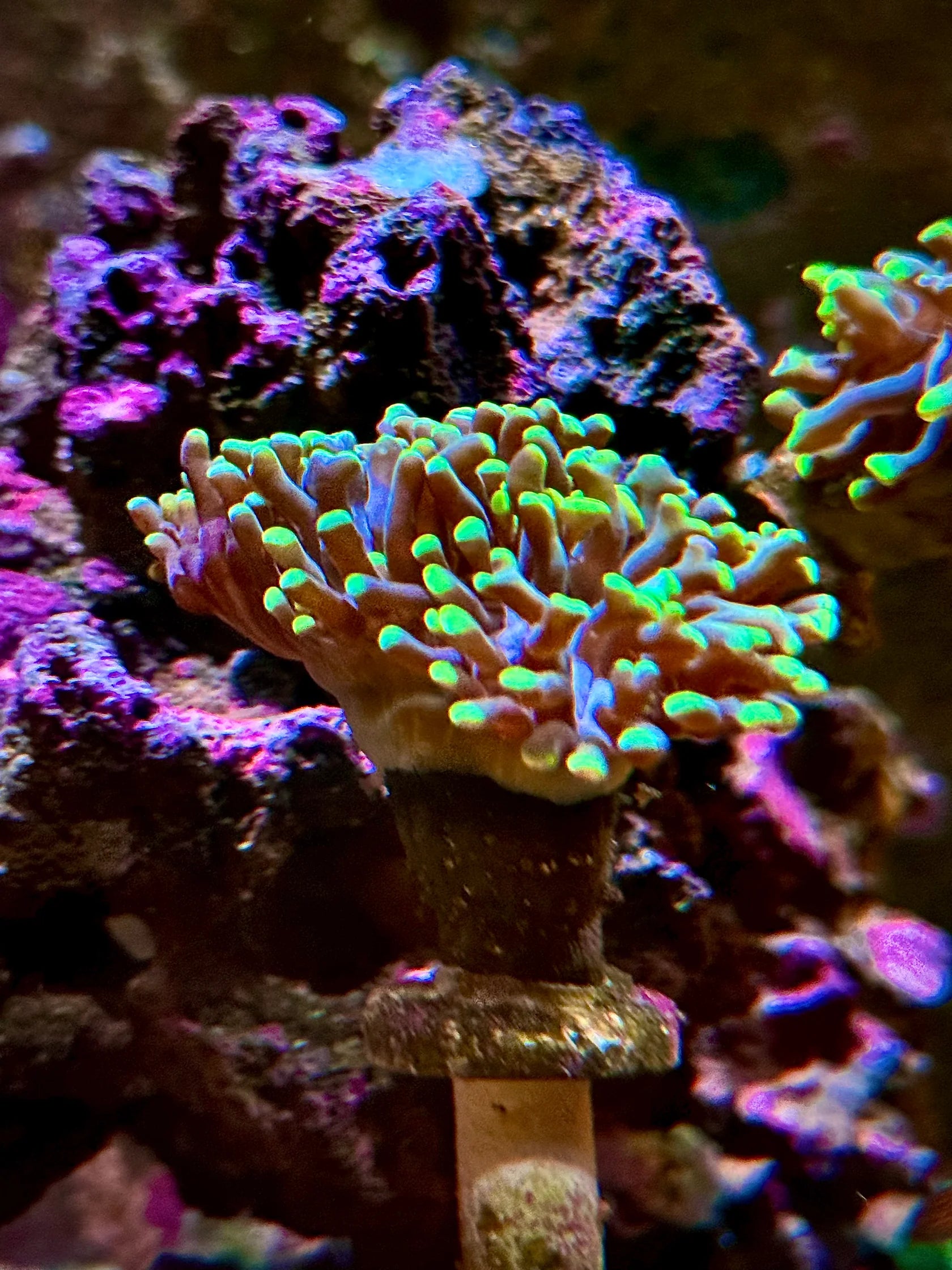 Hammer - Martillo (Euphyllia ancora)