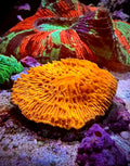 Fungia Naranja (Fungia sp.)