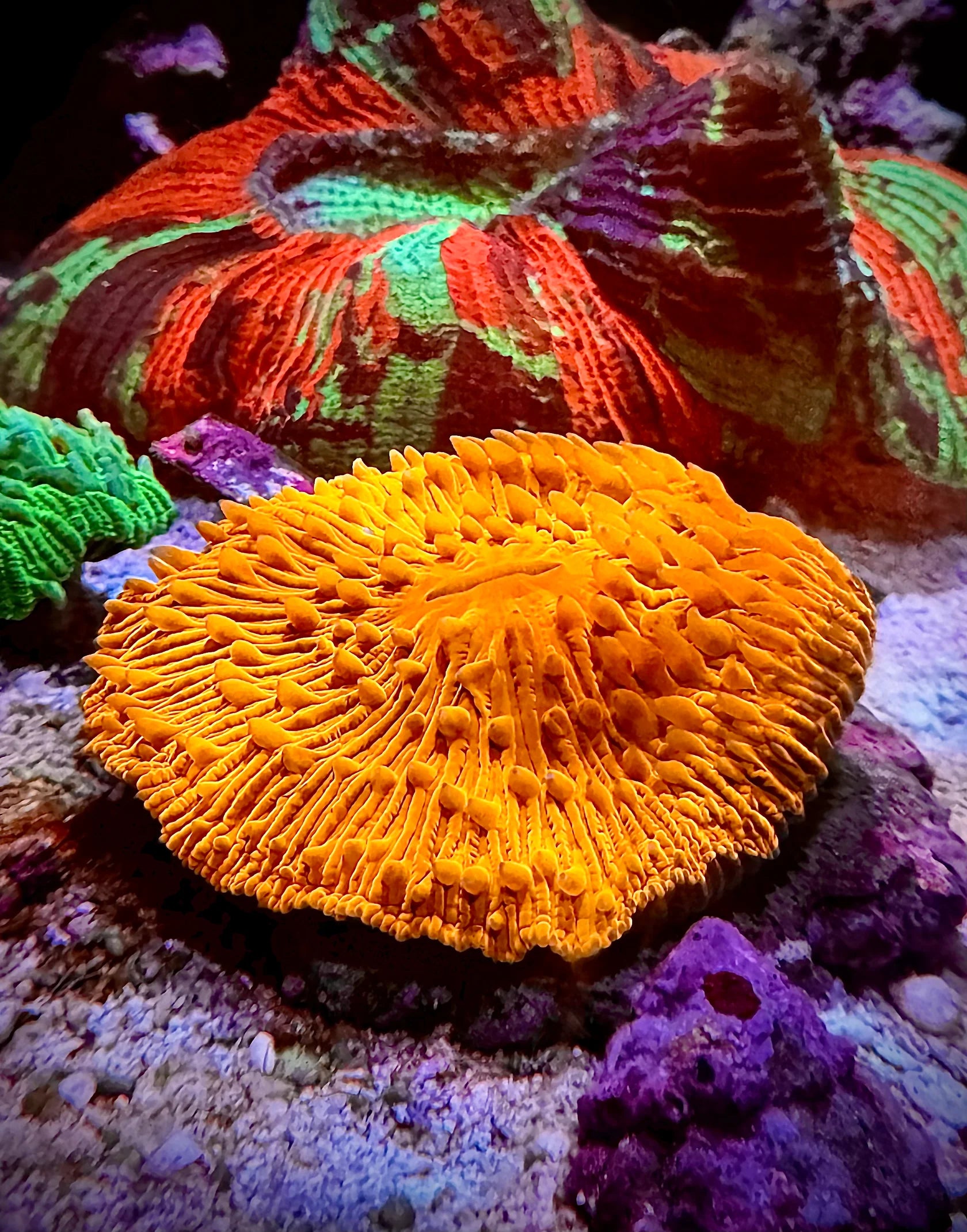 Fungia Naranja (Fungia sp.)