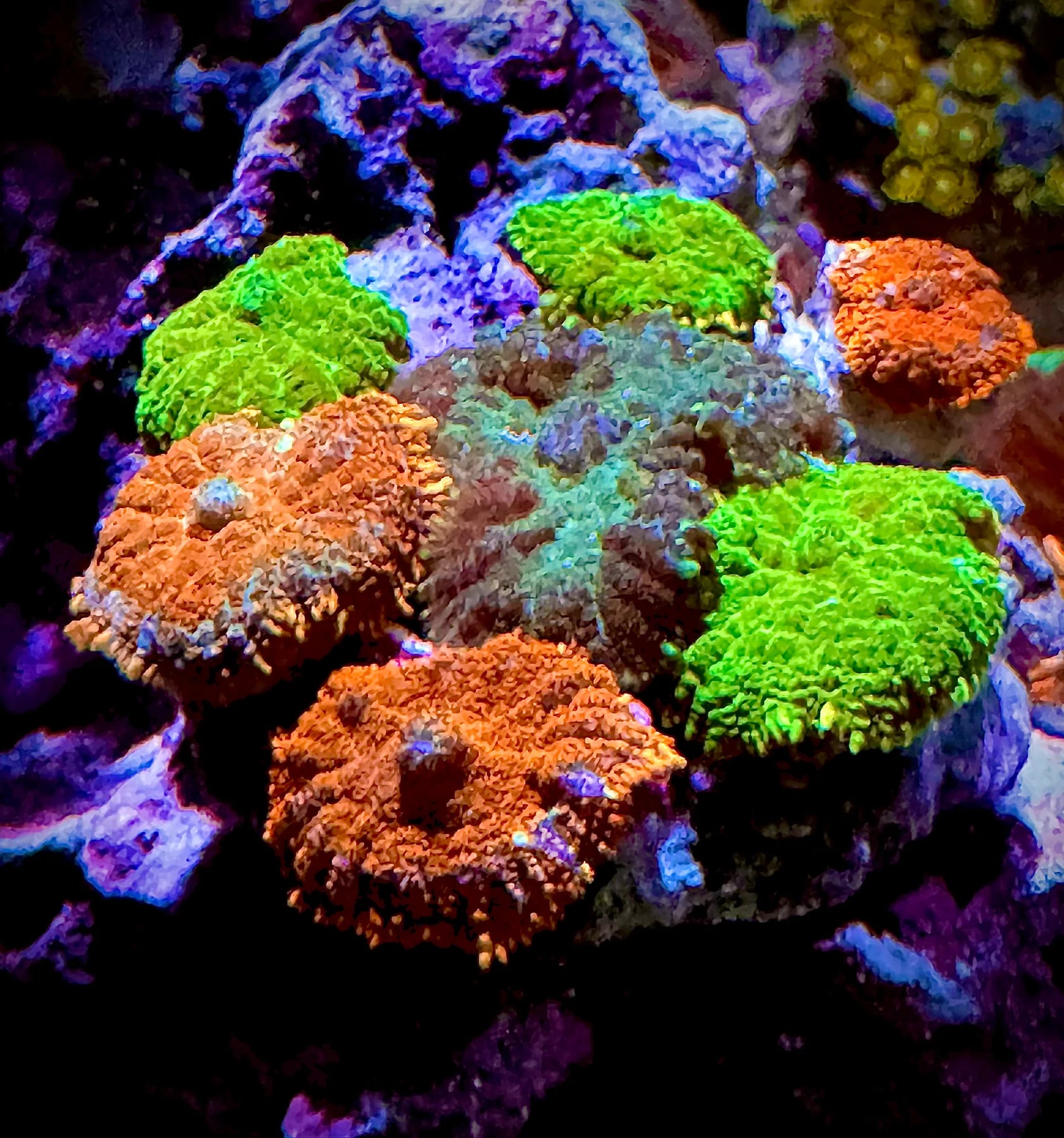 Rhodactis Mushroom (Rhodactis spp.)