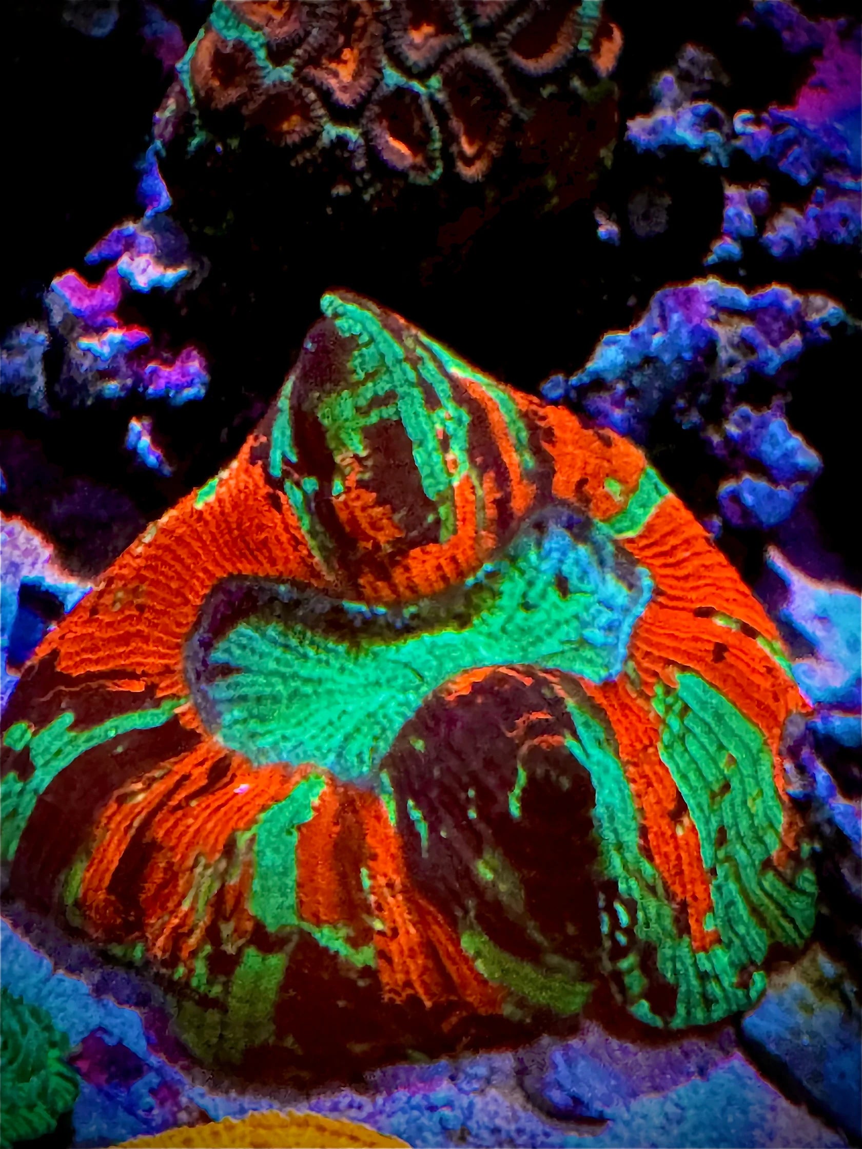 Wellsophyllia (Trachyphyllia radiata)