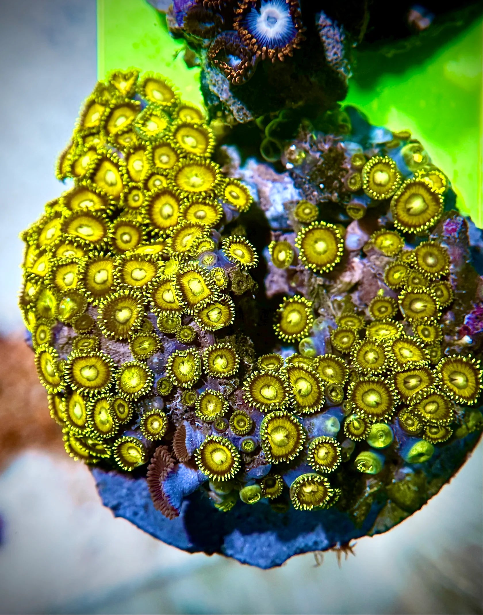 Zoas Golden Hornet (Zoanthus sp.)