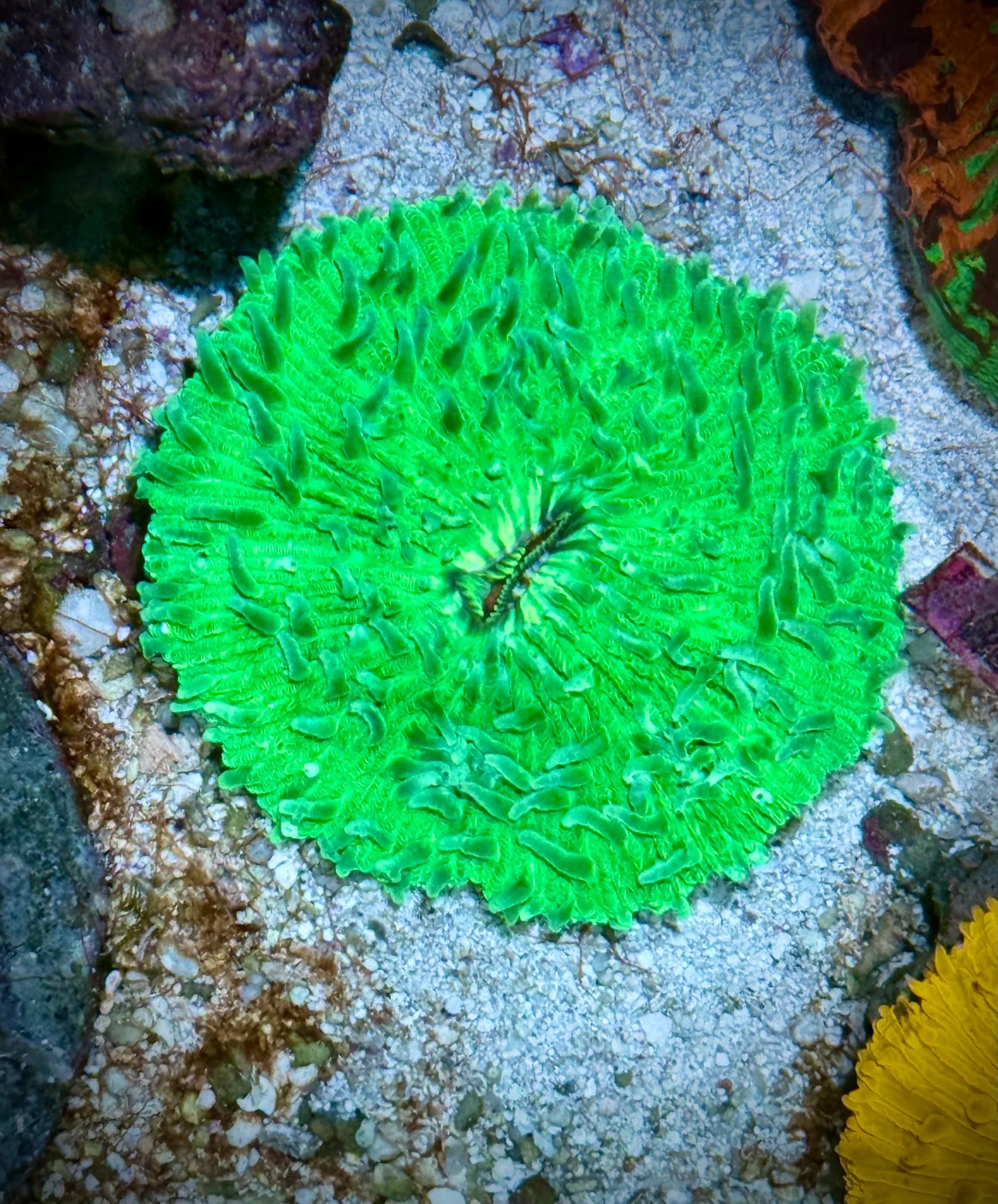 Fungia Verde (Fungia sp.)