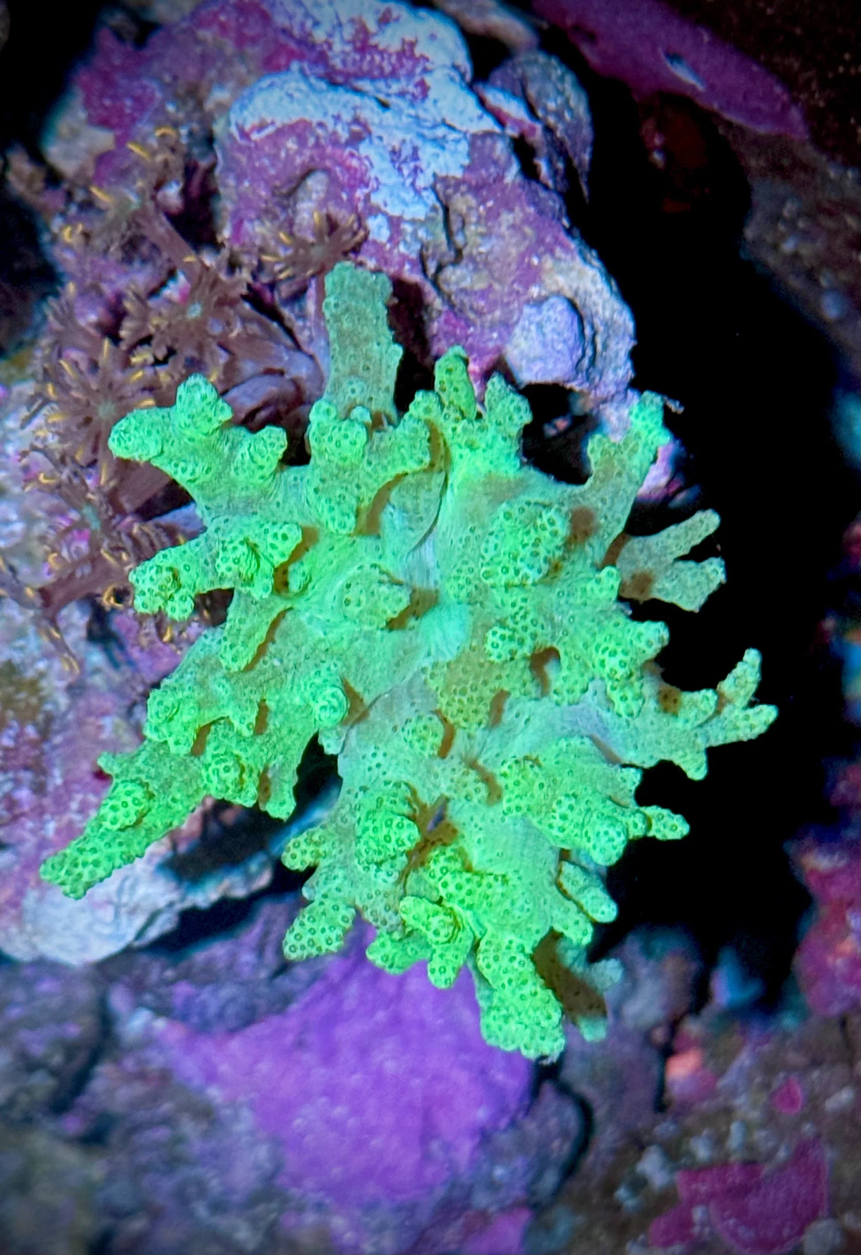 Sinularia Verde (Sinularia sp.)