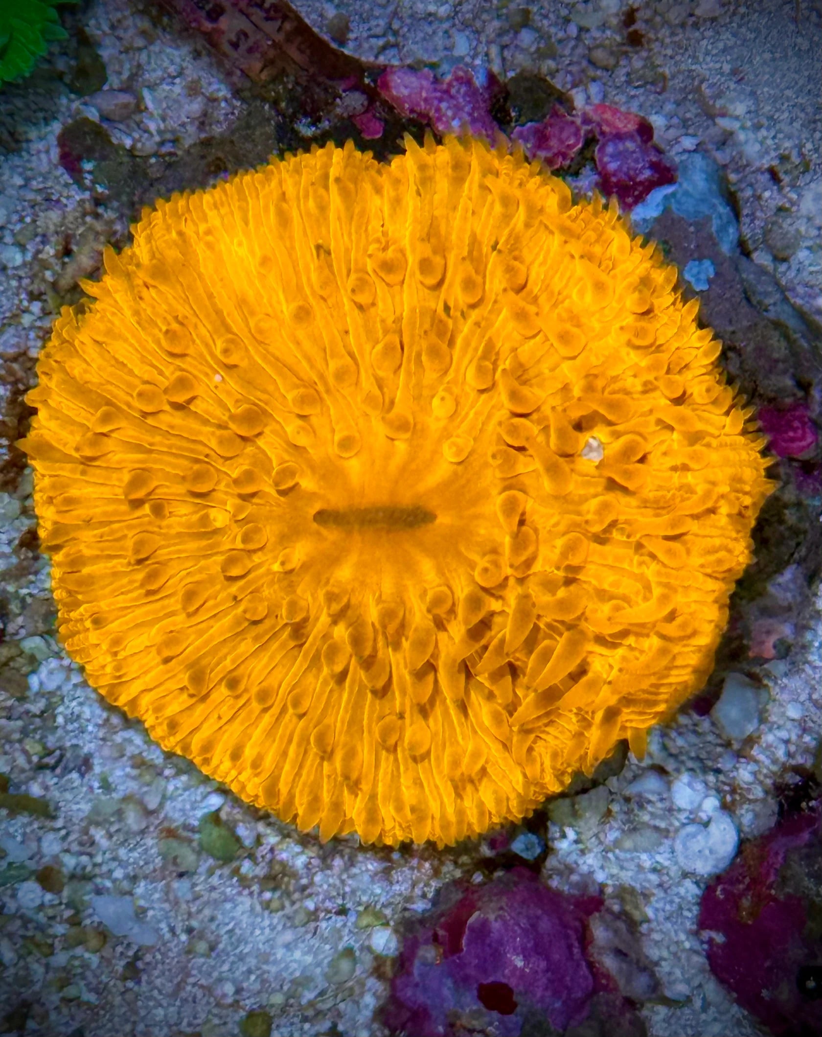 Fungia Naranja (Fungia sp.)