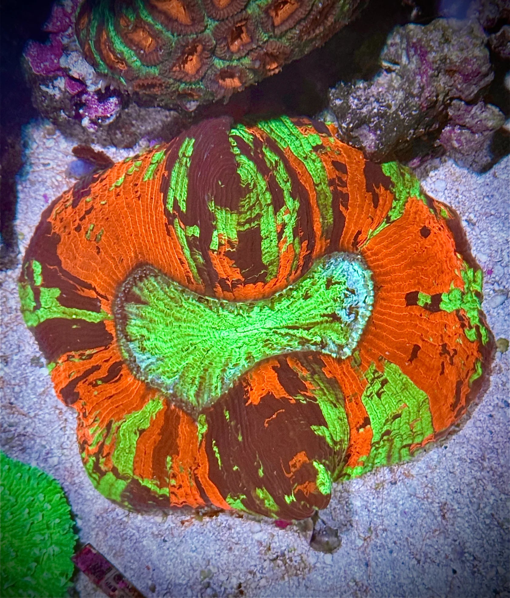 Wellsophyllia (Trachyphyllia radiata)