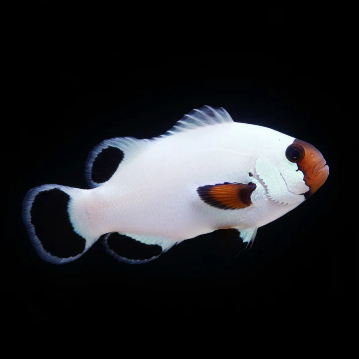 Pez Payaso Ocellaris Platinum (Amphiprion ocellaris var.)