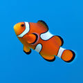 Pez Payaso Ocellaris Misbar (Amphiprion ocellaris)