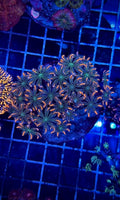 Clavularia (Clavularia sp.)