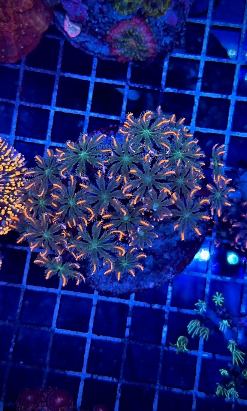 Clavularia (Clavularia sp.)