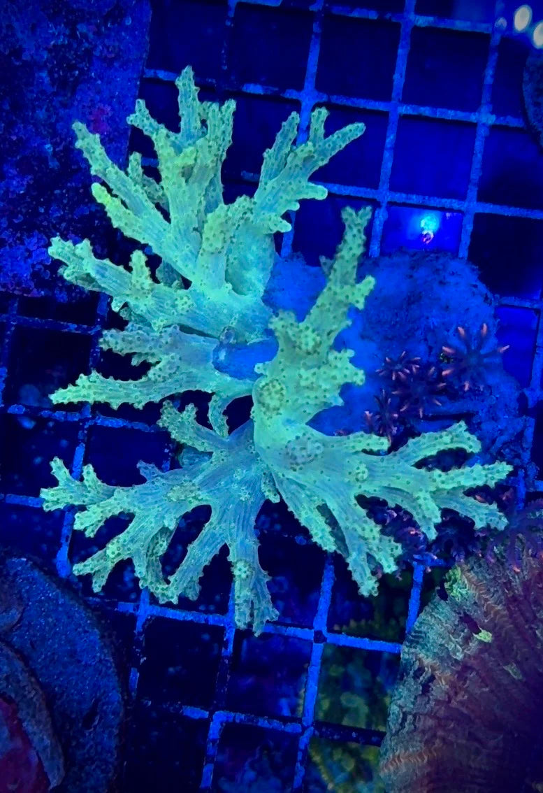 Sinularia Verde (Sinularia sp.)